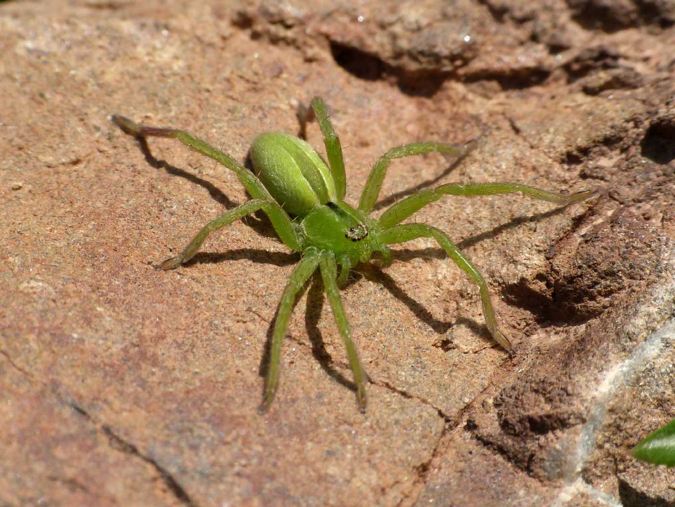 Micrommata ligurina - Alghero (SS) e Tolfa (RM)